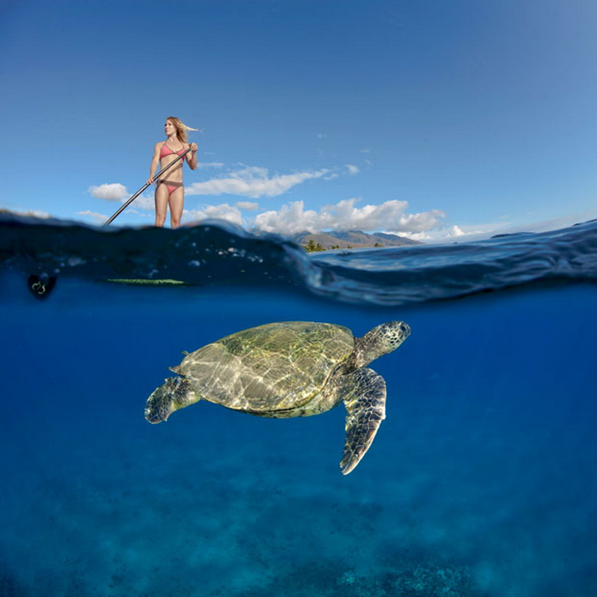 Зеленая морская черепаха (Chelonia mydas) проплывает под серфингисткой Тарой Ангиолетти у берега Мау