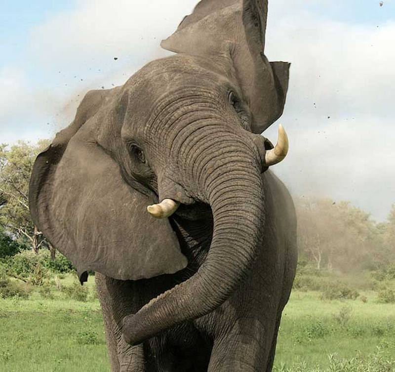 Живой слон цена. Слон. Слоны фото. Хобот африканского слона.