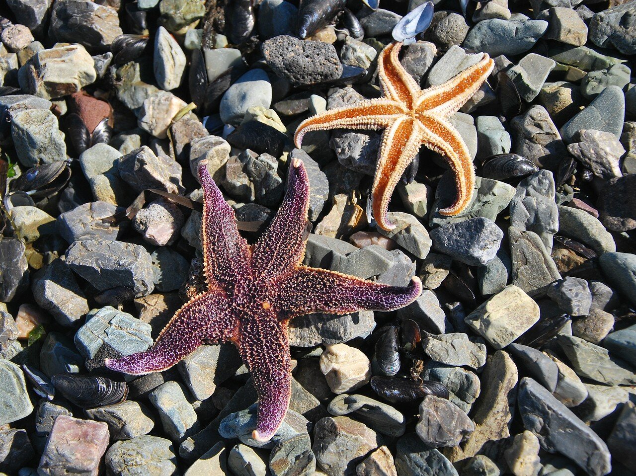 Фиолетовая морская звезда. Солястер морская звезда. Евастерия сетчатая морская звезда. Морские звезды Монерон.