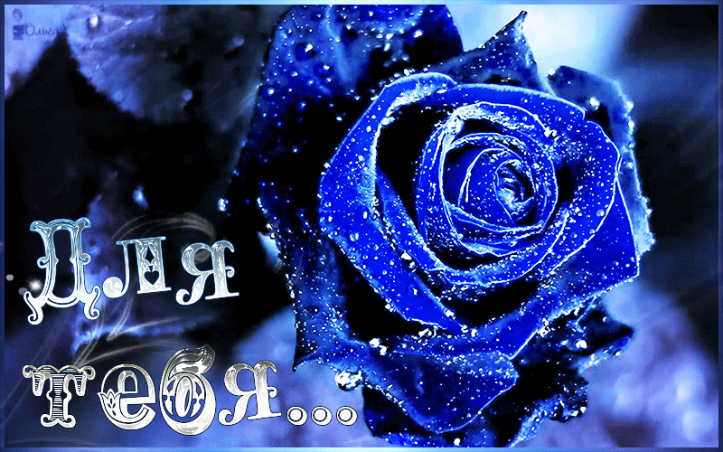 Привет цвет синяя. Синие розы для тебя. Синие цветы для тебя. С днём рождения синие розы.