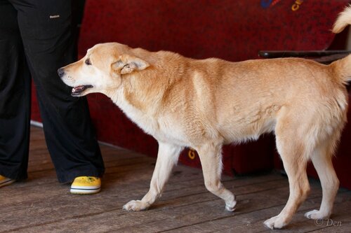 Джоли-Питт собаки из приюта догпорт фото