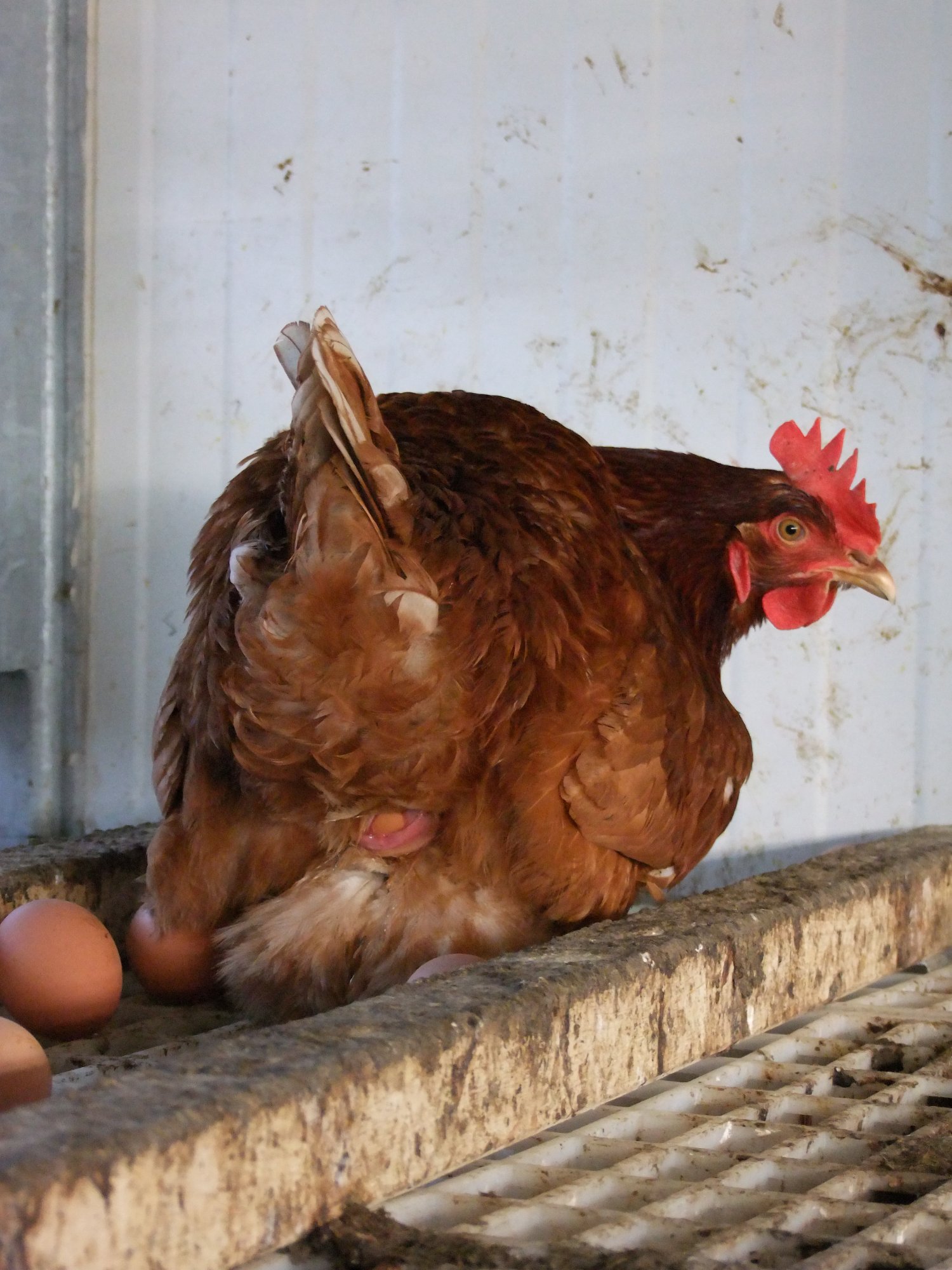 Нужен ли петух чтобы курица несла. Петух несушки куры несушки. Куры и яйца. Курица с яйцами.