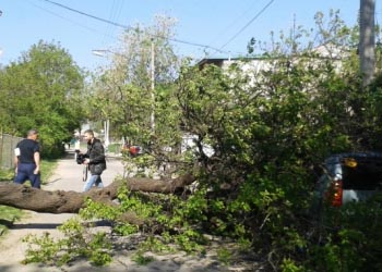 На одной из улиц Кишинева на автомобиль упало дерево