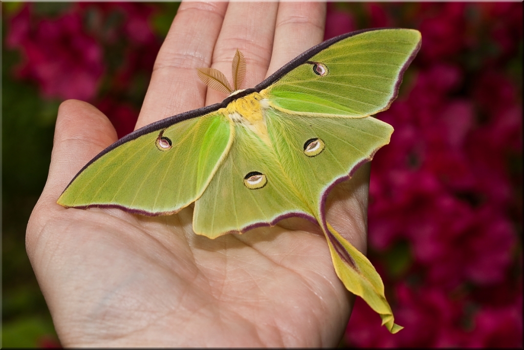 Сколько живут домашние бабочки. Хвостоносец Альциной. Породы бабочек. Большая зеленая бабочка. Самые редкие бабочки.