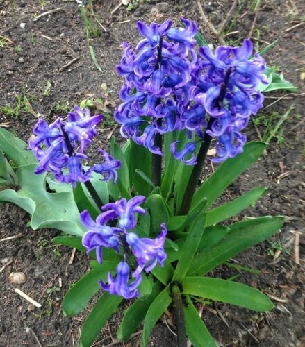 Такая синяя весна