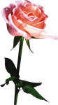 высококачественный цветочный клипарт розы