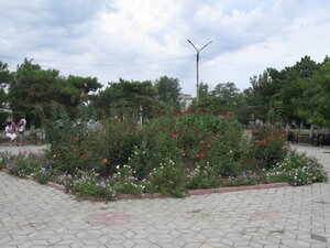 Красивые цветы в посёлке Приморский в Крыму