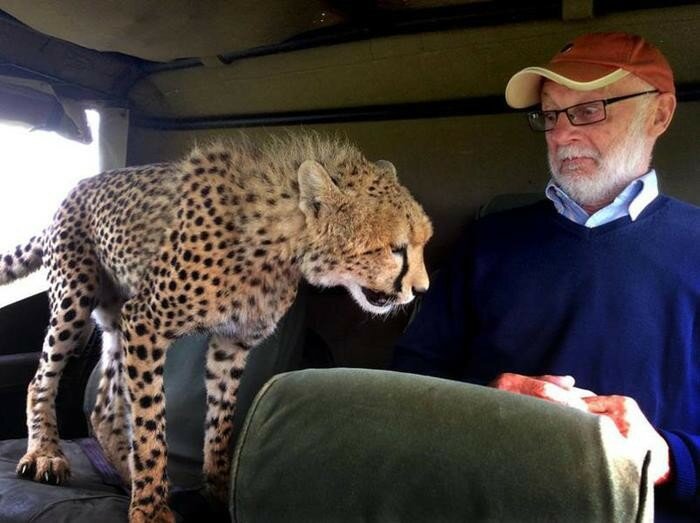 Что делать, если к вам в машину запрыгнул дикий гепард