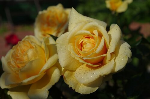 желтые розы