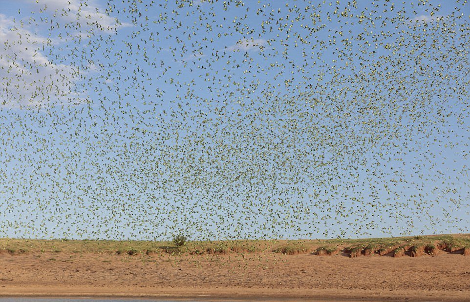 Удивительное зрелище: 10 000 попугайчиков на водопое