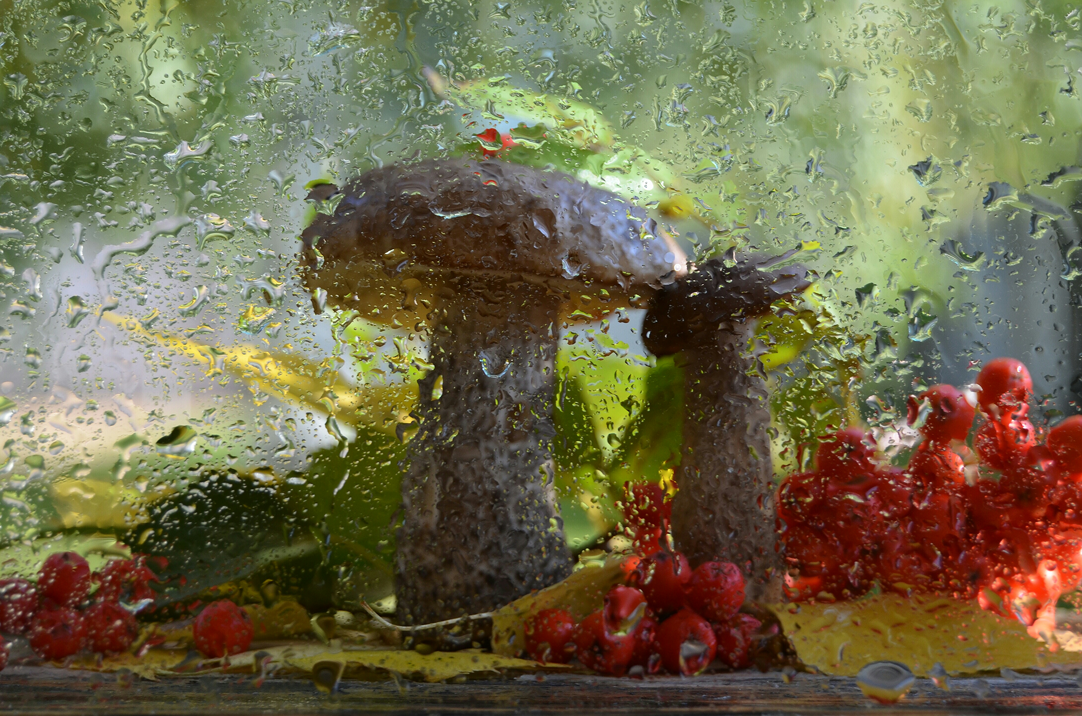 Вода после грибов. Грибной дождик. Грибы в живописи. Дождь грибы. Осень дождь.