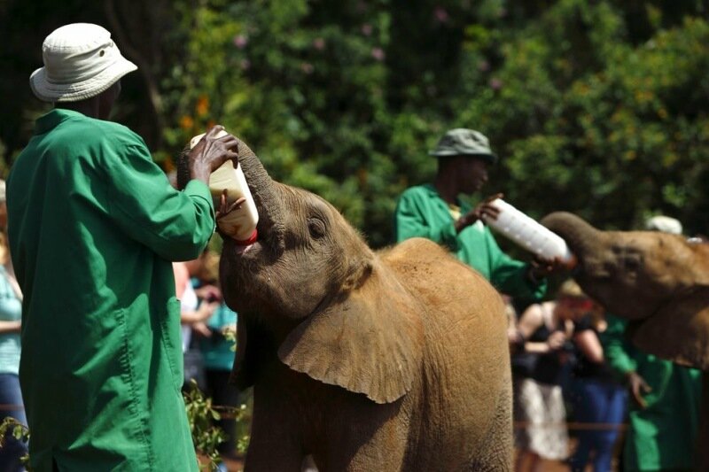 Слоненок сирота в Национальном парке Найроби   печальная и милая история