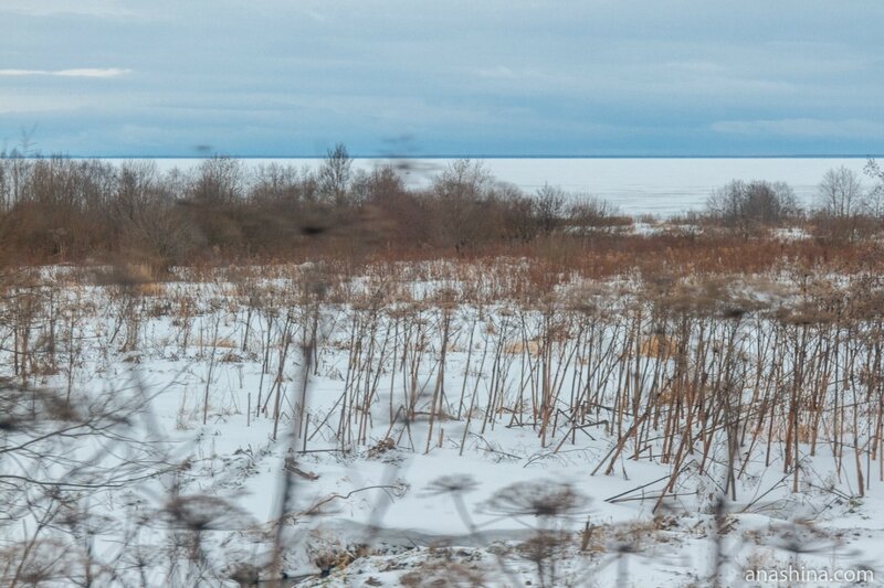 Берег Рыбинского водохранилища