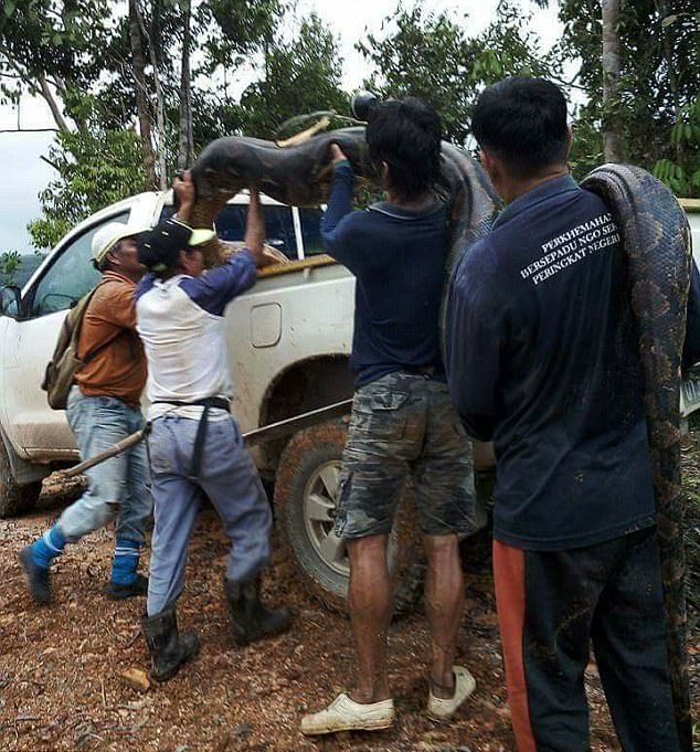 Голодные жители малайской деревни поймали необычную пару питонов