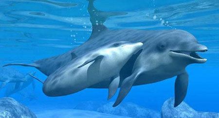День Черного моря. Дельфин с дельфиненком