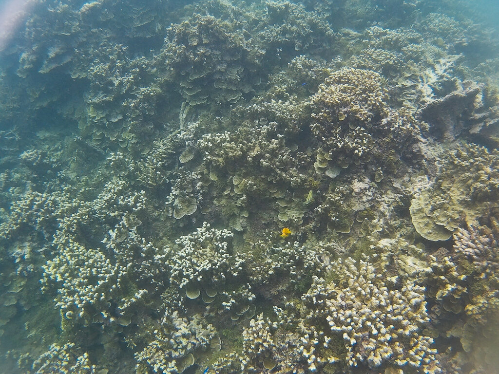 Подводный мир Самоа