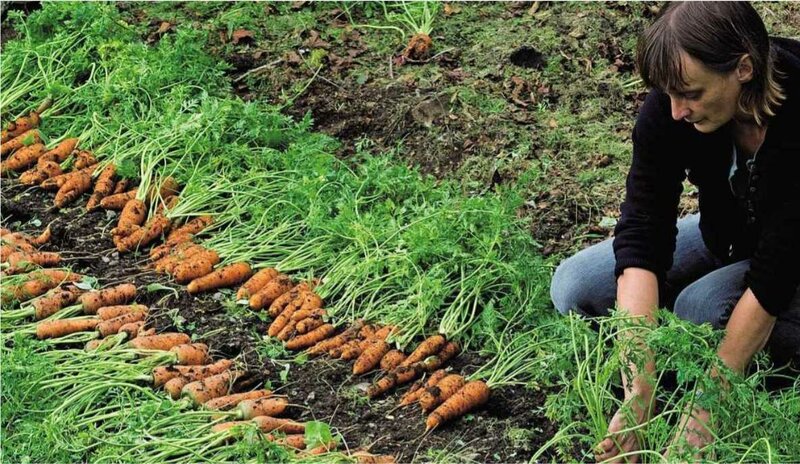 Сколько растет морковь. Морковь на грядке. Морковь в огороде. Морковь в открытом грунте. Окучивание моркови.