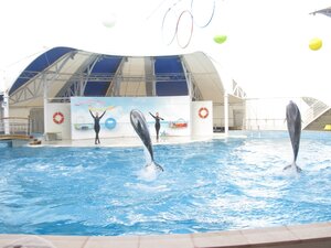 Прыжки дельфинов в Коктебеле