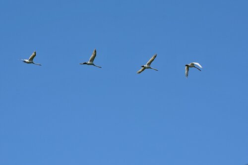 полет лебедей