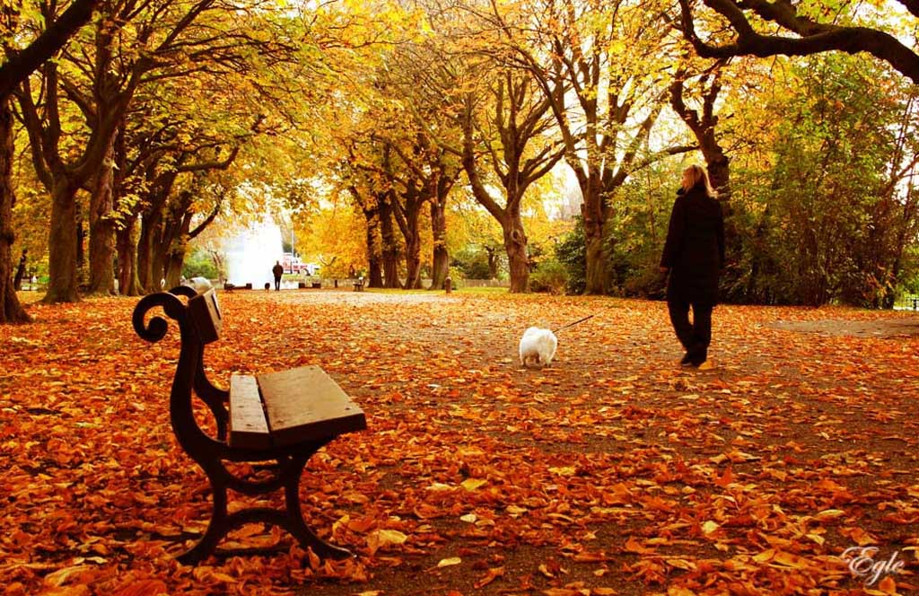 Я брел по осенней. Осень одиночество. Осень жизни. Осень в жизни человека. Осень любовь одиночество.