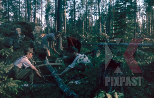 stock-photo-134th-gebirgsjgvger-finland-1944-german-soldiers-cutting-wood-trees-with-female-civilians-in-forest-9205.jpg