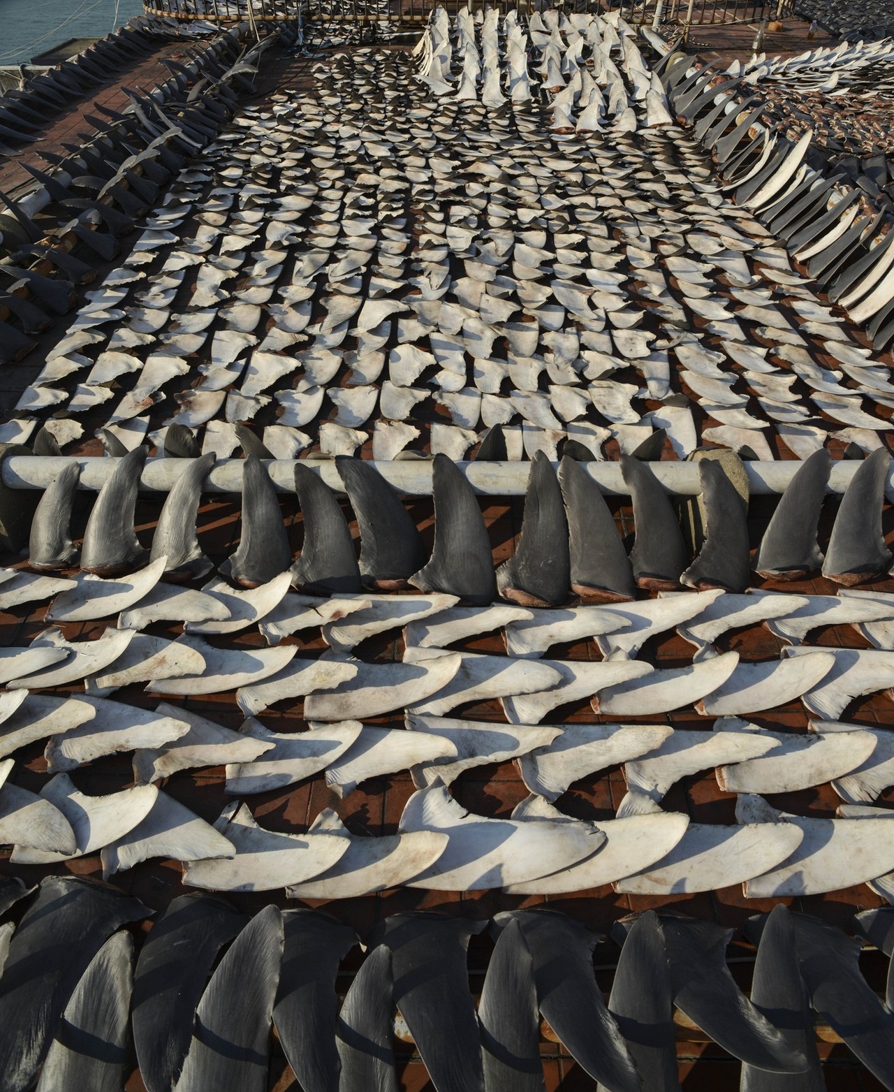 HONG KONG-CHINA-ENVIRONMENT-SPECIES-SHARK-FOOD