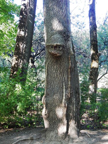 в Ясной Поляне растёт дерево, похожее на человека-неандертальца