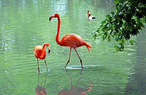 Фламинго в пруду