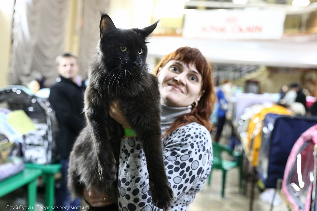 Выставка кошек северодвинск. Выставка кошек в Твери. Выставка кошек в Чите. Красивые фотографии с выставок кошек. Выставка кошек в Москве в ноябре 2023.