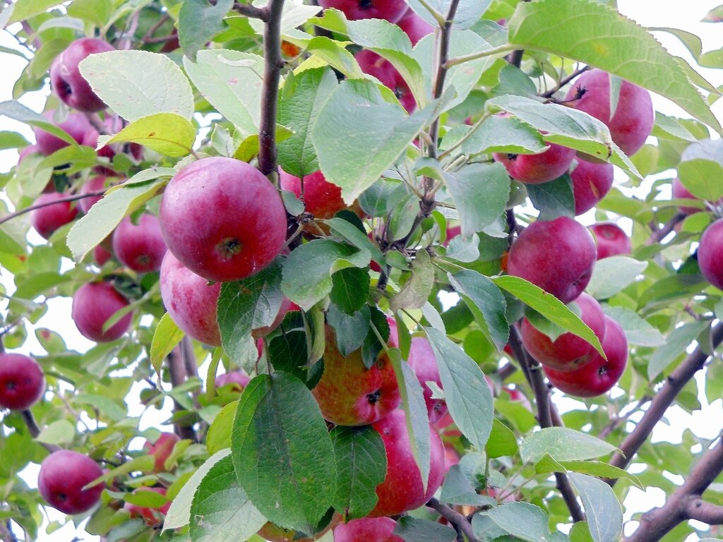 Яблочный спас описание сорта. Яблоня Райская Аляска. Райские яблочки декоративная яблоня. Яблочный спас сорт яблони. Яблоня Райские яблочки красные.