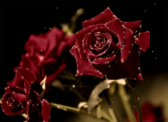 Бардовые розы с блеском