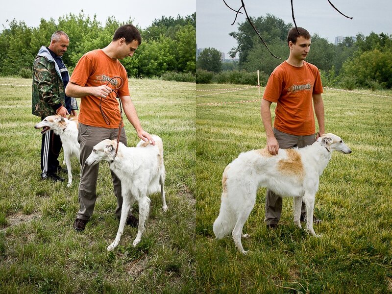Московская областная выставка охотничьих собак 18.06.2011 — База данных Русских охотничьих спаниелей
