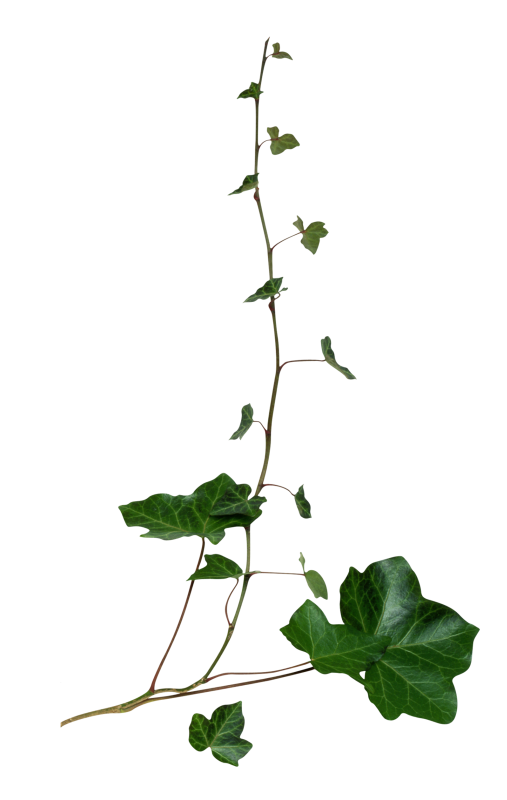 Ivy PNG. Try plant