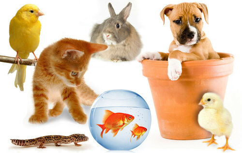 Открытка «Всемирный день домашних животных» онлайн - Бесплатные, красивые живые открытки ко дню домашних животных
