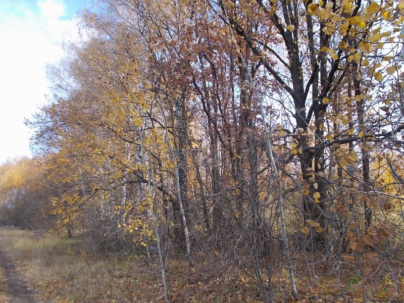 Октябрьский лес 
