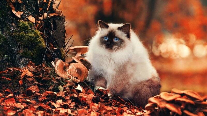 cat_fluffy_foliage_autumn_105675_2048x1152.jpg