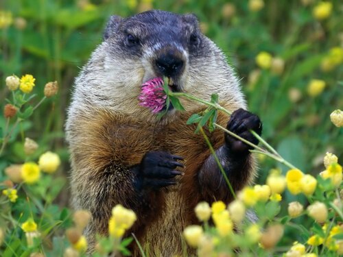El Día de la Marmota de América feliz, Feliz, Feliz - Los naipes más hermosos y vistosos con día de la Marmota de América el 2 de febrero 2024
