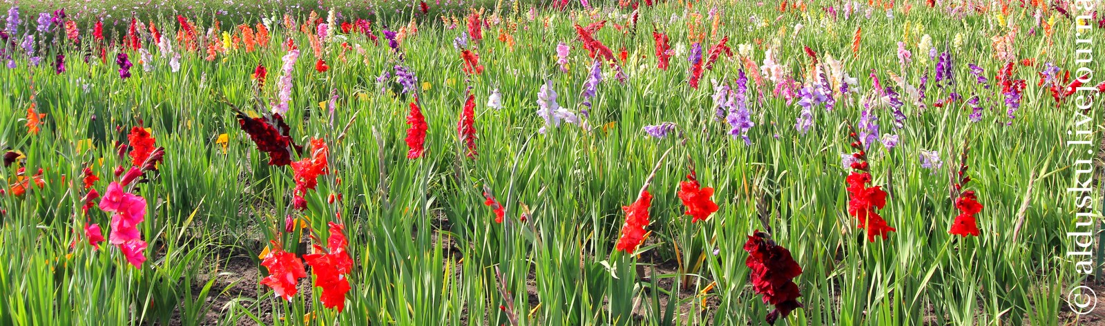 Discover the Beauty of Gladiolus Flowers