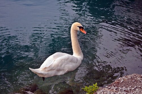 Лебедь на озере Блед