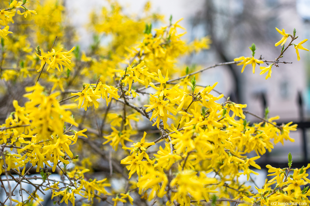 Желтый кустарник название цветущий весной фото. Форзиция европейская. Форзиция Зибольда. Форзиция европейская — Forsythia europaea.