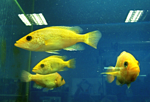 Жёлтые рыбки
