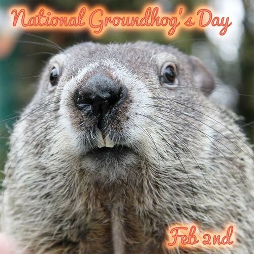 Happy Groundhog Day Greetings for Everyone - The most beautiful and colorful cards with Groundhog day on 2 February 2024
