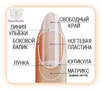 Строение ногтя и ногтевой пластины и из чего состоят ногти