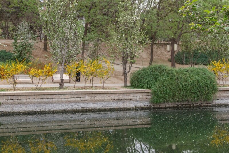 Цветущая форзиция, парк стены династии Юань, Пекин