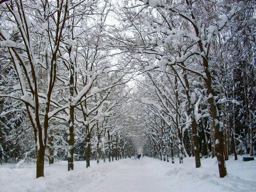 Необыкновенная зима!...