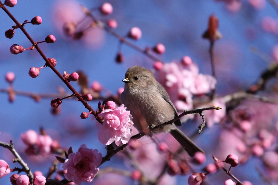 Весенний день птиц. Птицы весной. Весенние птички. Природа птицы.
