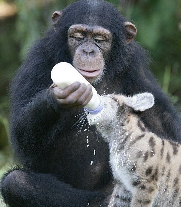 Еще много фотографий подтверждения необычной дружбы в мире животных