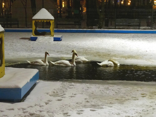 Вечер 1-го января,лебеди в парке...
