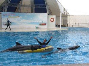 Катание на дельфинах в дельфинарии Коктебеля