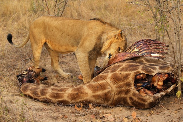 Африканские львы, львицы и львята   кровавые хищники в кругу семьи